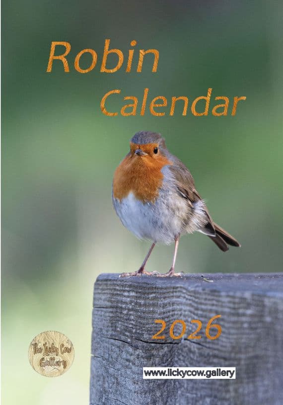 Robin Wall Calendar 2026