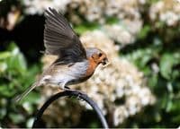 Robin Wall Calendar 2027