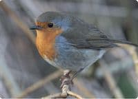 Robin Wall Calendar 2027
