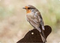 Robin Wall Calendar 2027