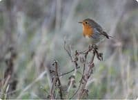 Robin Wall Calendar 2027