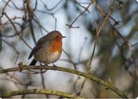 Robin Wall Calendar 2027
