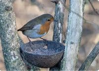 Robin Wall Calendar 2027
