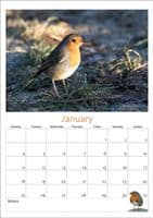 Robin Wall Calendar 2027