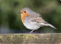 Robin Wall Calendar 2027