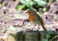 Robin Wall Calendar 2027