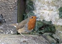 Robin Wall Calendar 2027