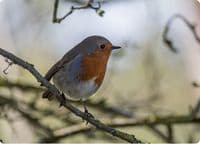 Robin Wall Calendar 2027
