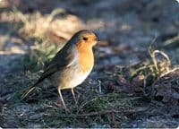 Robin Wall Calendar 2027