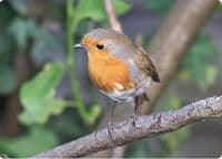 Robin Wall Calendar 2027