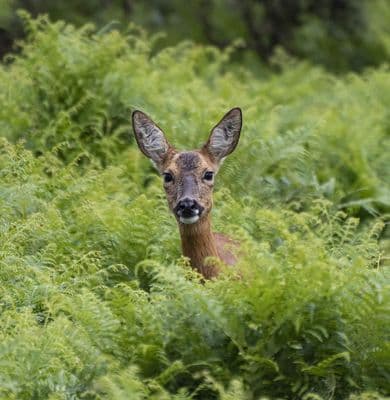 Roe Deer  Square Greetings Card