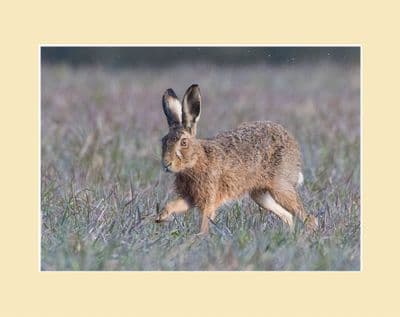 Running Hare Brown Hare Photographic  Print