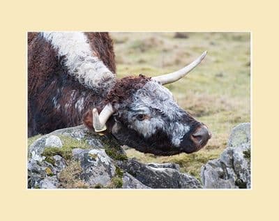 Scratching Longhorn Cow Print