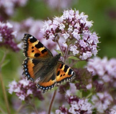Small Tortoiseshell  Butterfly  Square Greetings Card