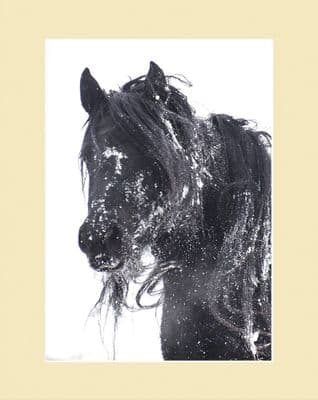 Snow Dust Fell Pony Photographic Print
