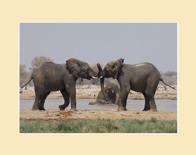 Sparring- African Elephant Print