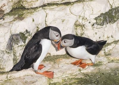 Springtime on the Cliffs Puffin Greetings Card