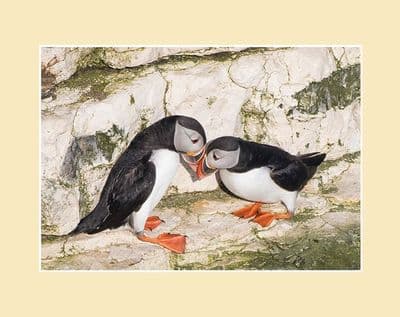 Springtime on the Cliffs Puffin Pair Print