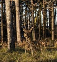 Stag Willow Sculpture Workshop British Trust for Ornithology Thetford