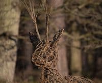 Stag Willow Sculpture Workshop British Trust for Ornithology Thetford