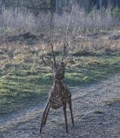 Stag Willow Sculpture Workshop British Trust for Ornithology Thetford