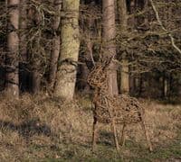 Stag Willow Sculpture Workshop British Trust for Ornithology Thetford