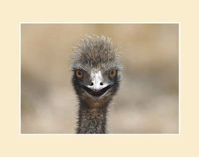 Startled Emu Australian Wildlife Print