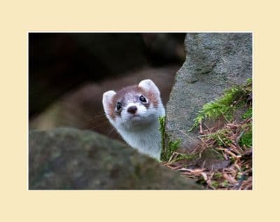 Stone Wall Hideaway Ermine Stoat Photographic  Print