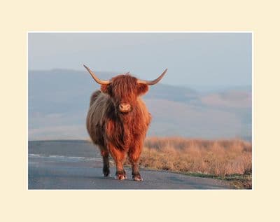 Summer Evening - Highland Cow Photographic Print