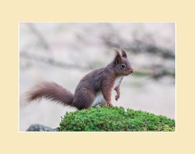Sunrise Squirrel  Red Squirrel Photographic Print