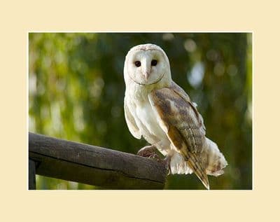 Sunset Barn Owl Photographic Print
