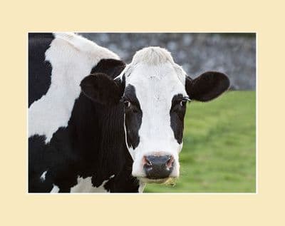 Sunsets and Stone Walls Friesian Cow Face Print