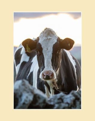 Sunsets and Stone Walls Friesian Cow Looking Over Wall