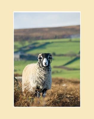 Swale on the Moor Swaledale Sheep Print