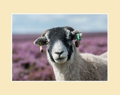 Swaledale in Heather Print