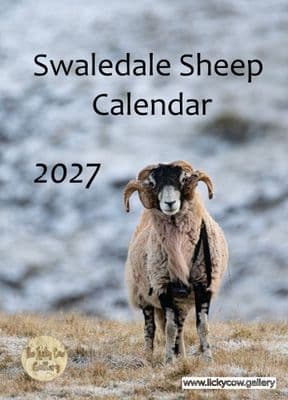 Swaledale Sheep Calendar 2027-dispatch by 24th August