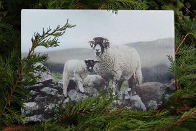 Swaledale Sheep on Wall Glass Chopping Board Large toughened glass