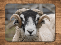 Swaledale  Sheep Place Mats