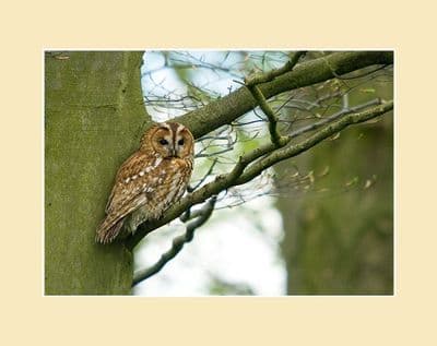Tawny Owl Photographic Print