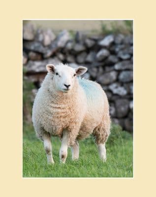Texel Sheep Photographic Print