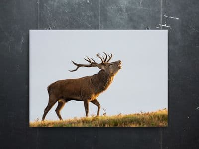 The Bellow - Red Deer Stag Premium Canvas Print