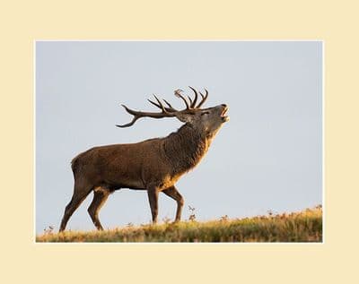 The Bellow - Red Deer Stag Print