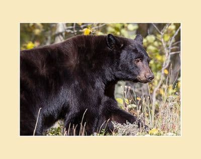 The Big Feast Black Bear Print