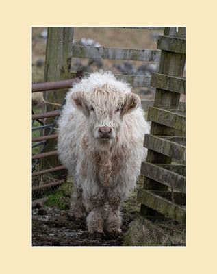 The Great Escape Highland Calf Photographic Print
