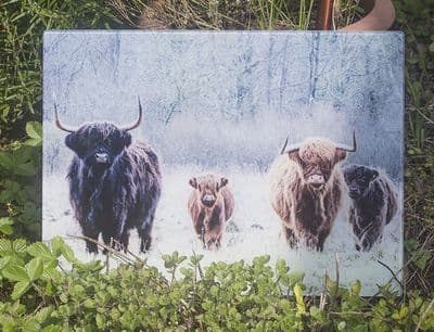 The Herd Highland Cow Glass Chopping Board Large Size Toughened Glass
