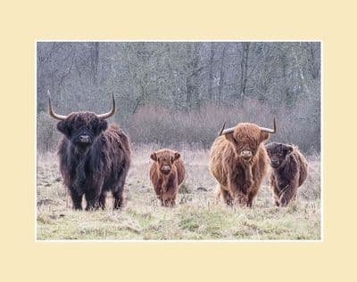 The Herd Highland Cow Print