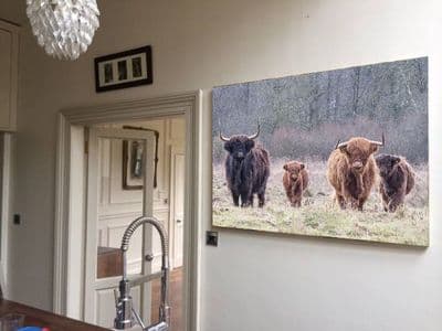 The Herd Highland Cows and Calves Canvas Print