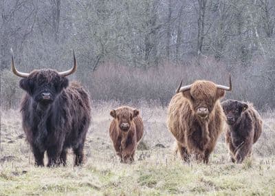 The Herd Large Unmounted Highland Cow Print