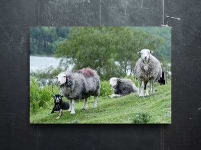 The Herdie Crew Herdwick Sheep Canvas Print