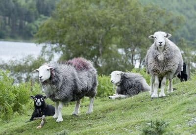 The Herdie Crew Herdwick Sheep Greetings Card